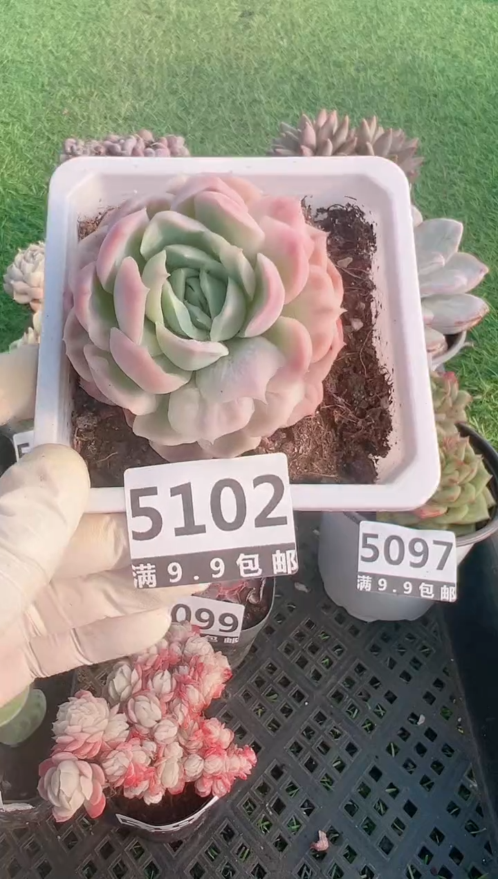 【闪购商品】信福多肉一物一拍