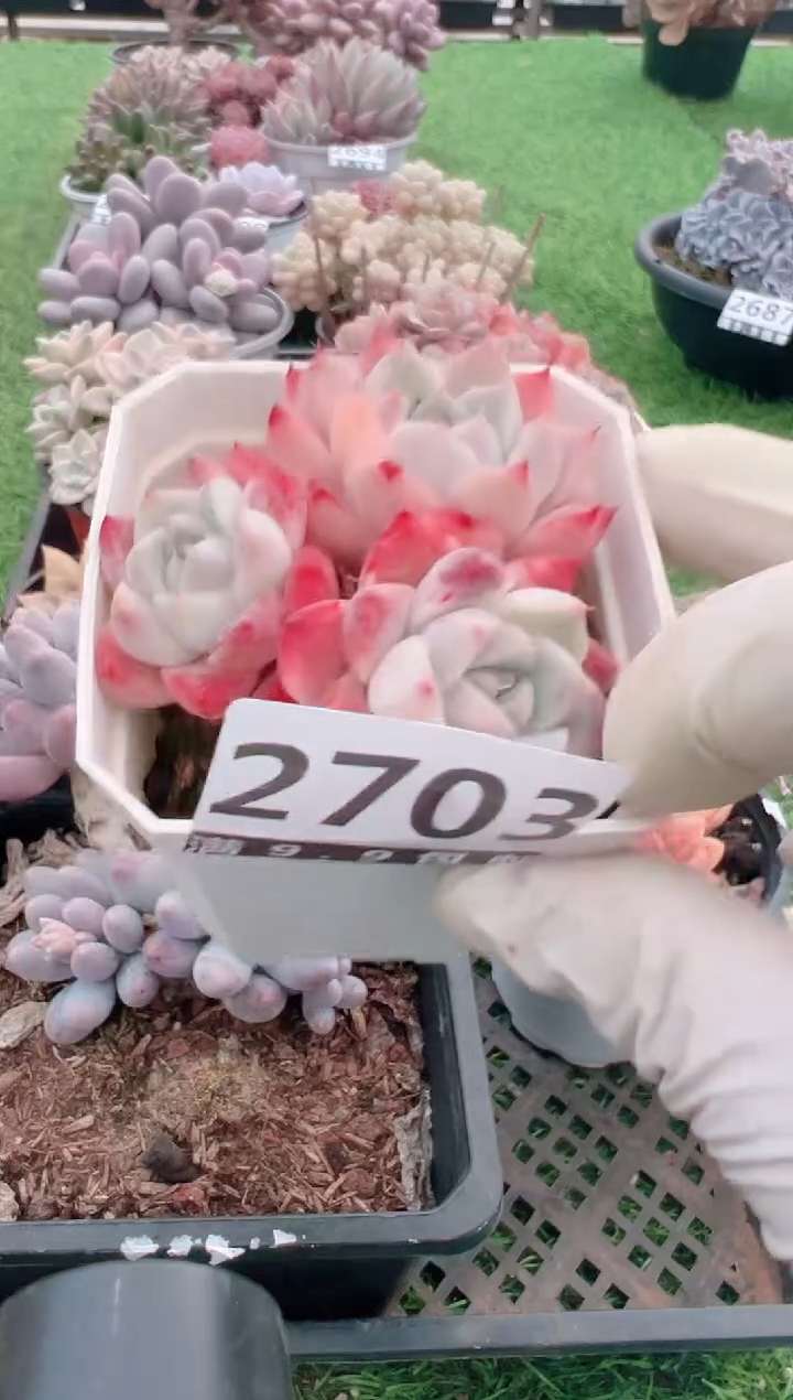 【闪购商品】信福多肉一物一拍