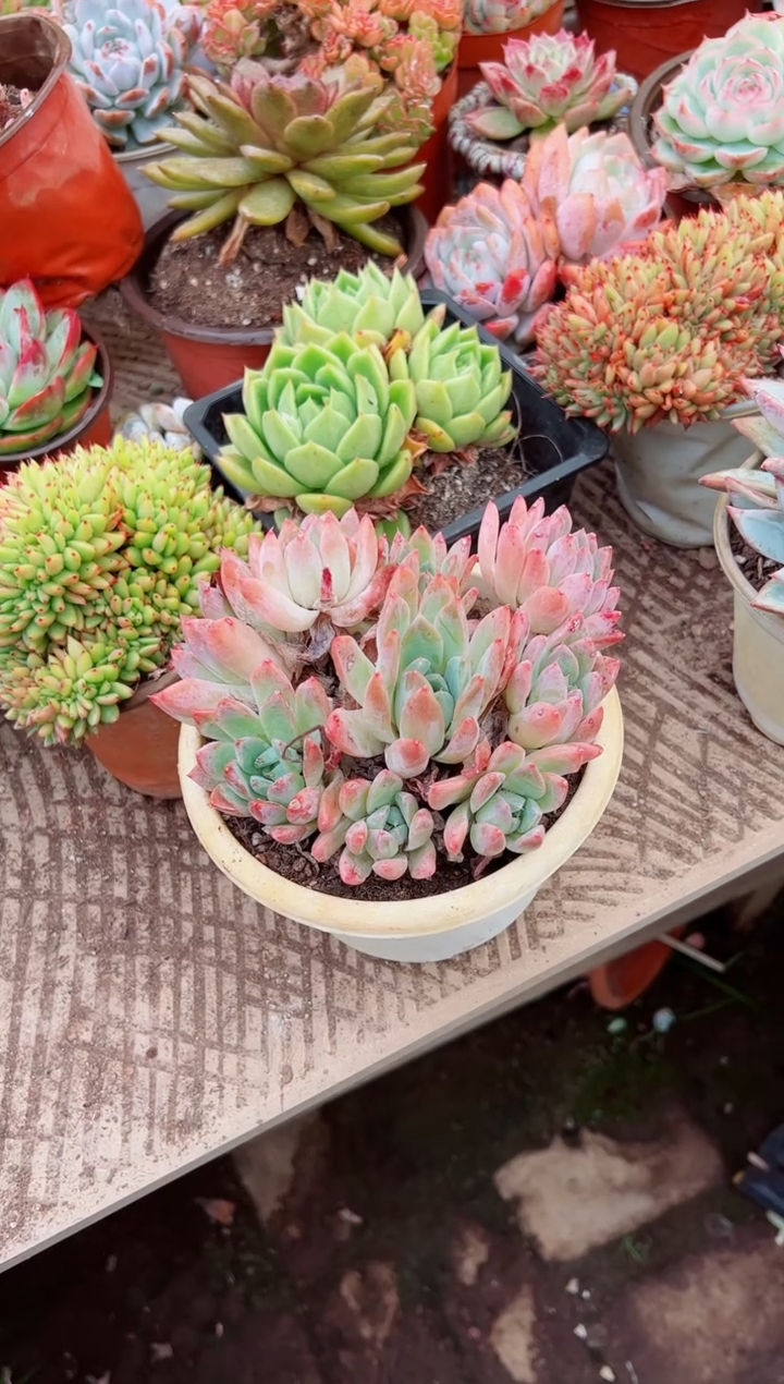 安**涯多肉植物一物一拍04010