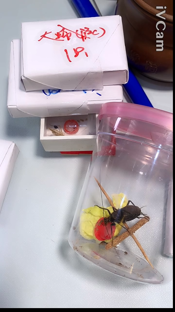 新蜕麒麟全品一条哈哈