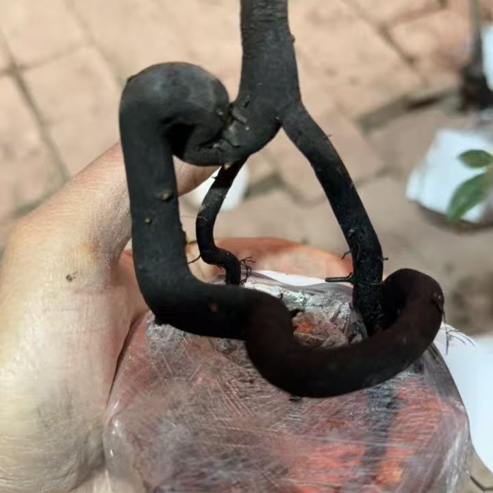 四川小叶金弹子带造型观果盆景母桩可挂果盆栽