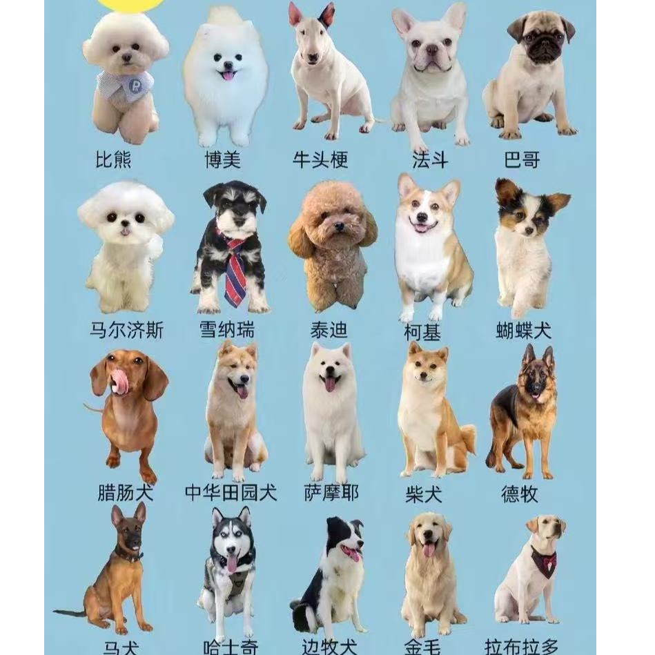 直播间挑选纯种活体狗狗一物一拍狗狗直播小狗