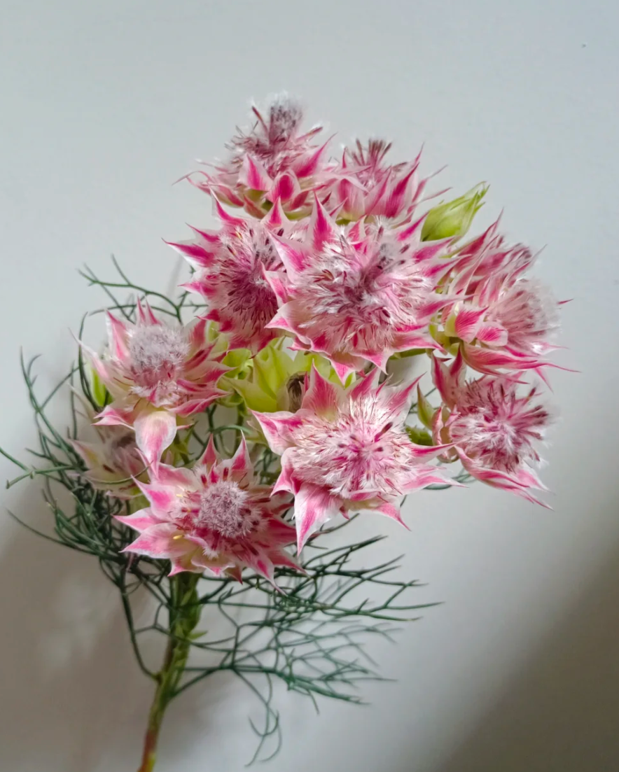 【源头优选】新娘花 云南基地现采现发 任意2单鲜花包邮