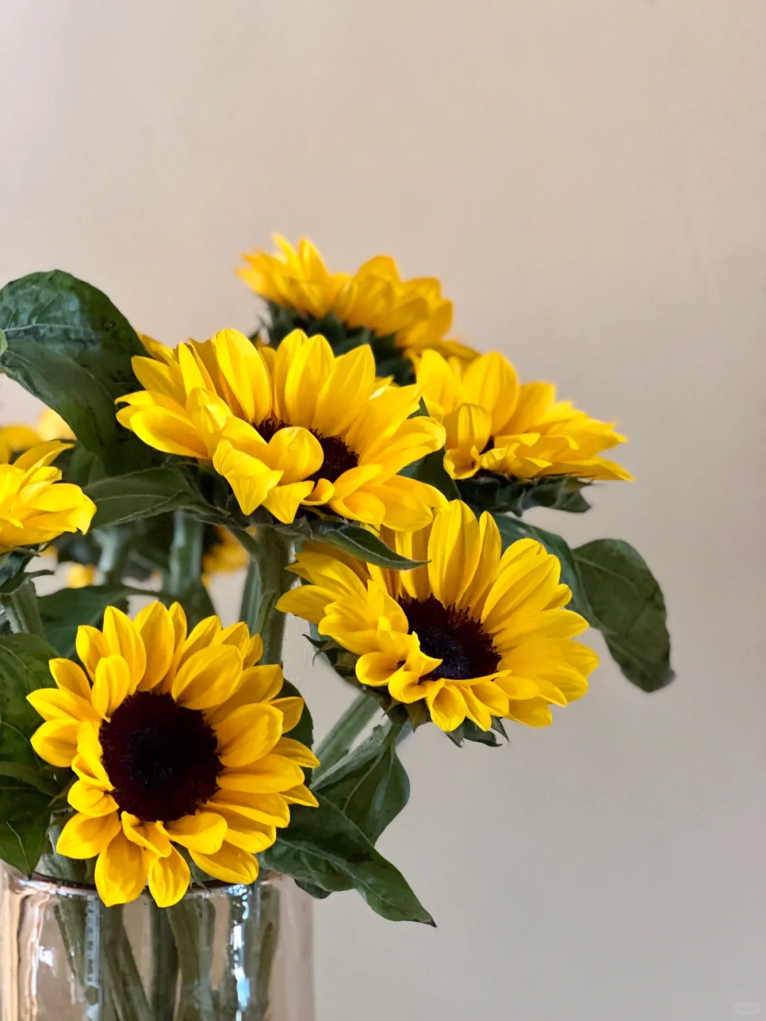 【黑心向日葵】收到需醒花 云南爆品鲜花基地直发