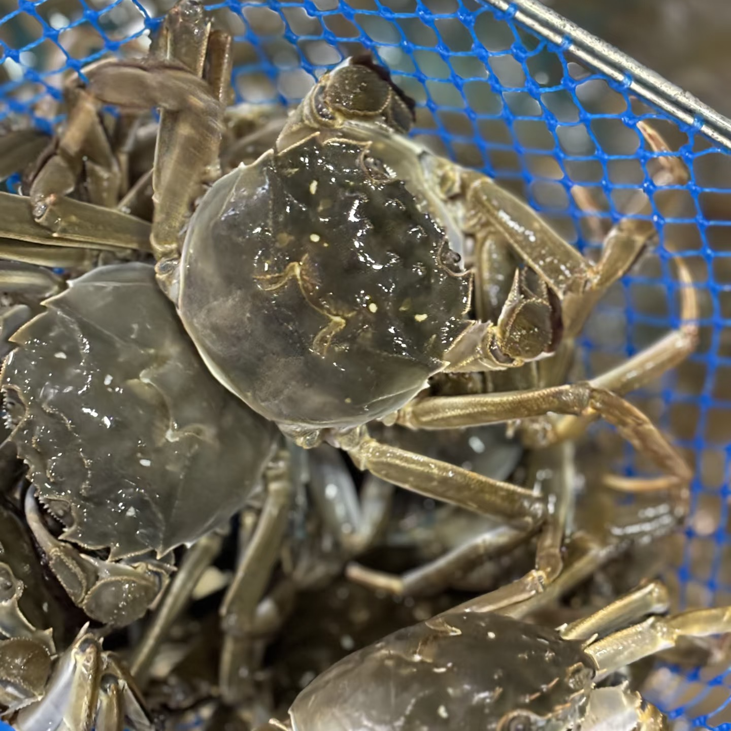 母螃蟹一只100g+