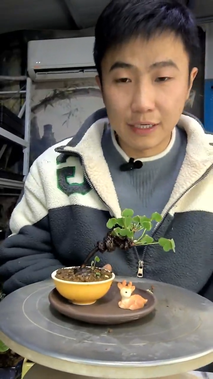 中****）中青园艺一物一拍花217