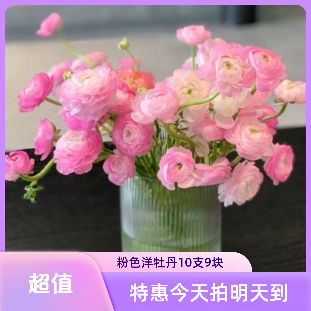 {年货节专场}粉色洋牡丹一扎19.9，元旦特惠，福建广东浙江今天拍明天到。任意两单顺丰包邮加保鲜剂