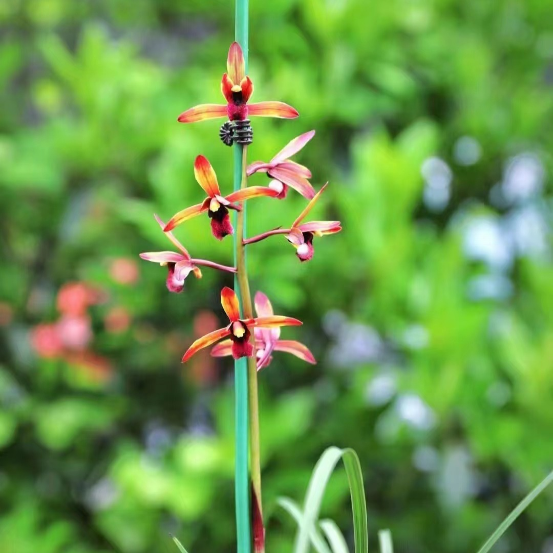 【传奇】国兰传统名品蕙兰红素代表