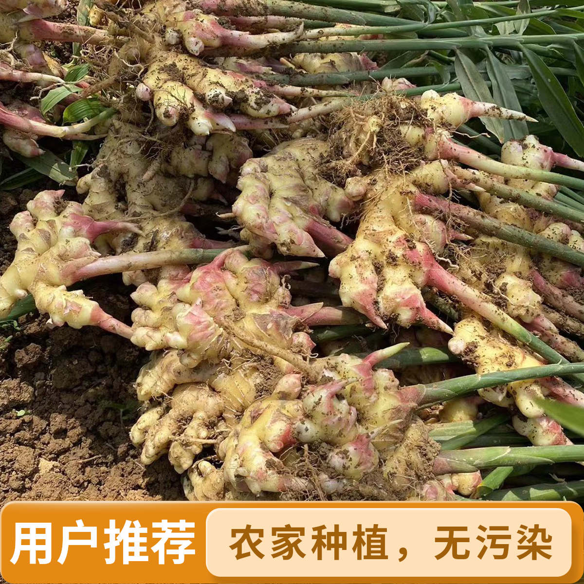 【云南新鲜现挖小嫩黄姜】高山种植纯天然农家无污染包邮