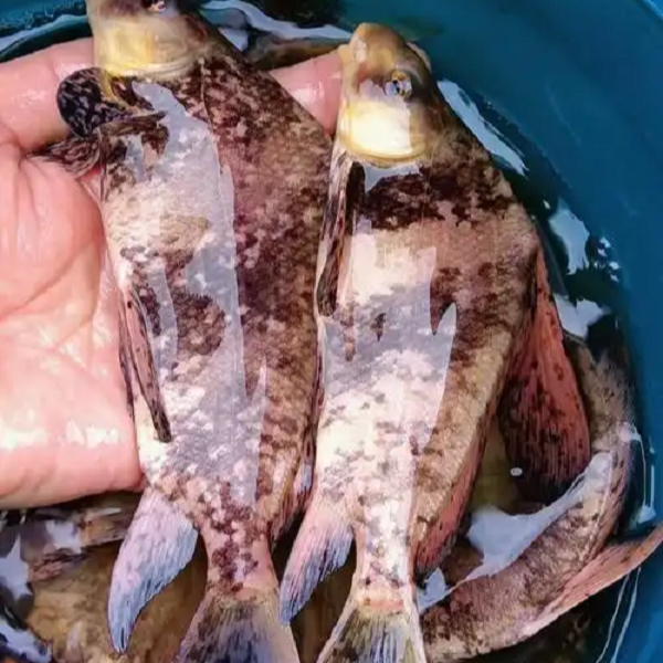 【条】冰鲜现捞   胭脂鱼