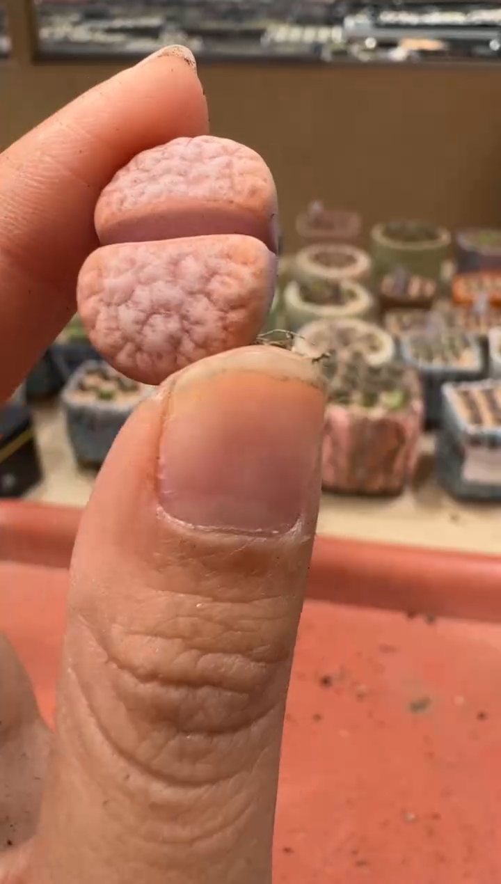 10-142多肉植物肉锥