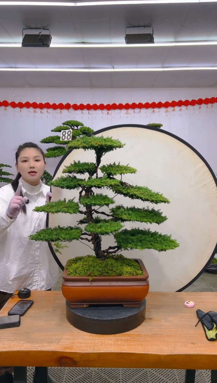 【闪购商品】盆景1