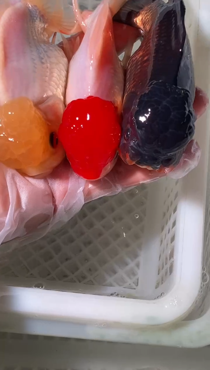 金鱼鱼之源一物一拍3条