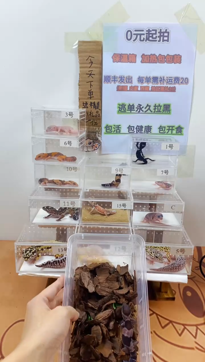 豹纹守宫豹纹守宫幼苗亚成体成体肥尾