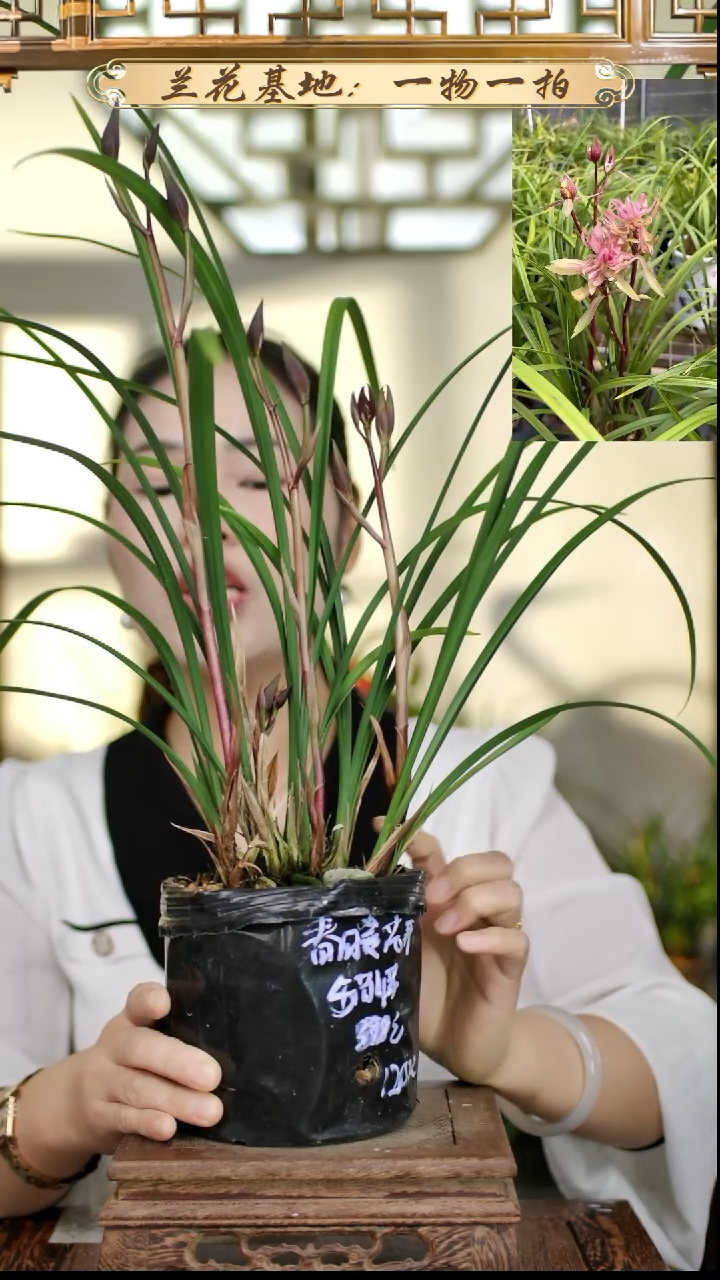 完全开放春剑红盖世