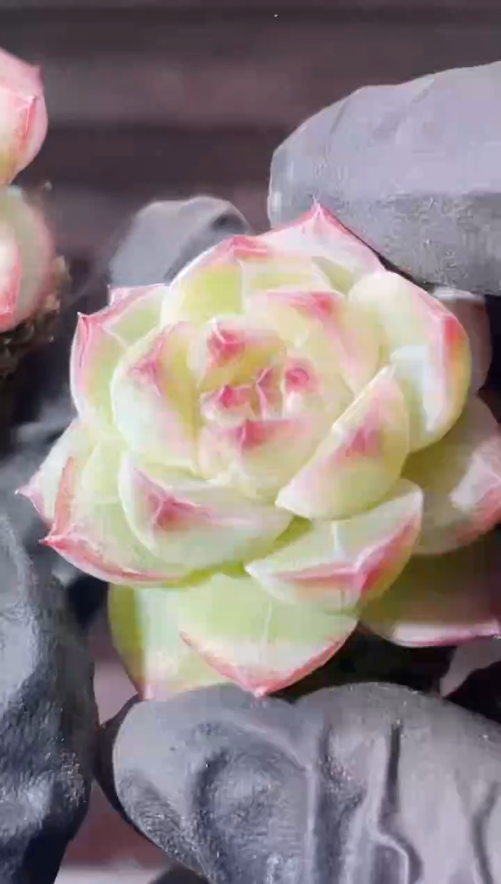 13-71新弹珠2-3厘米量拍发一颗