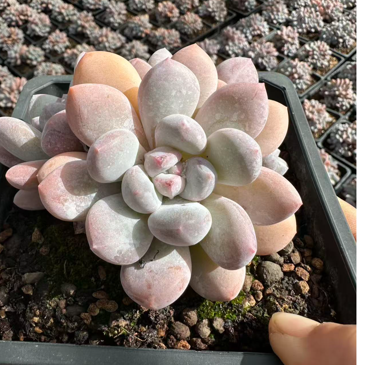 12#香水3头起 多肉植物 前男友精品多肉 