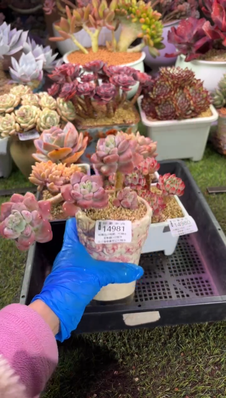 【闪购商品】14981