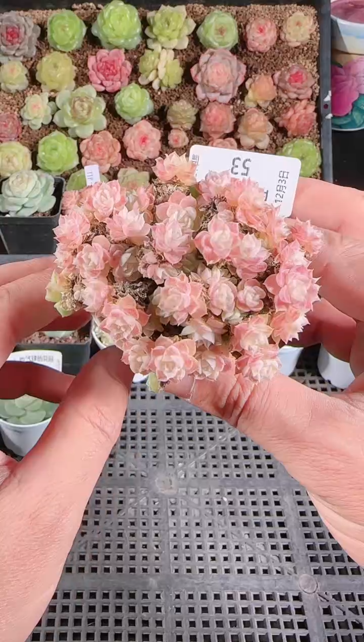 1203-53多肉群生不包整