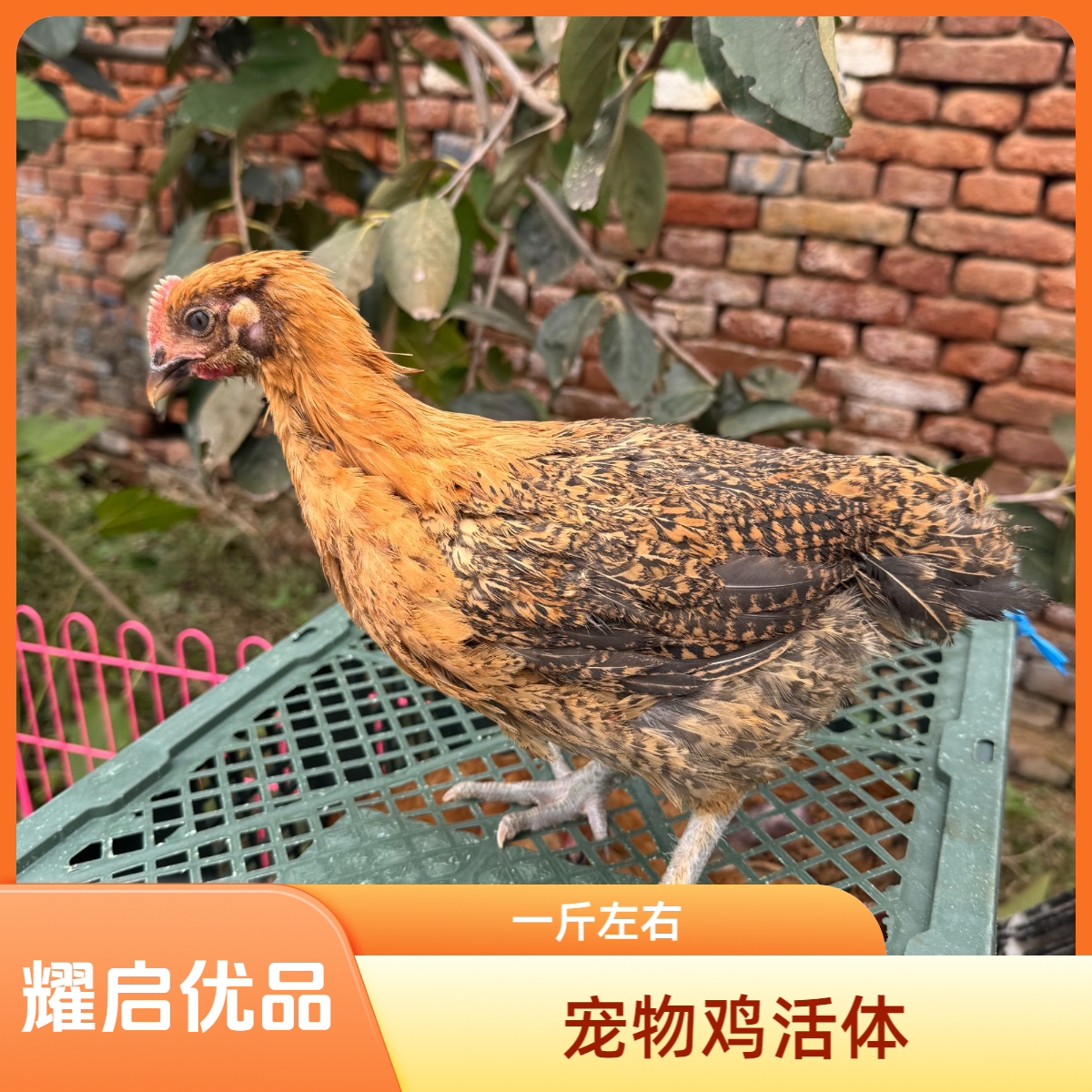 【8只】红色宠物鸡宠物鸡活体包邮庭院观赏鸡