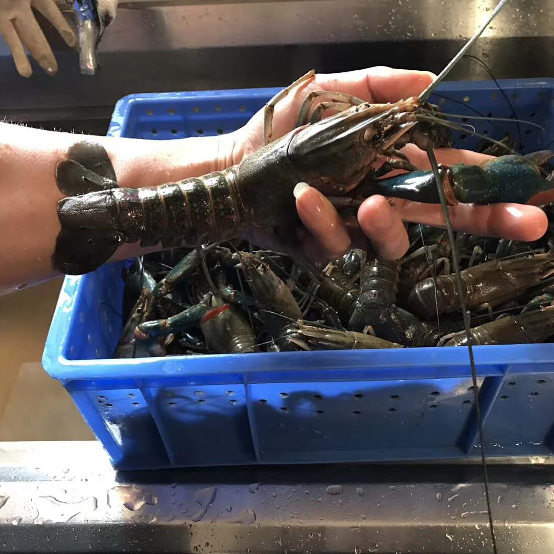 澳洲淡水蓝龙虾三斤每只1-1.5两【只只手挑精品】海鲜