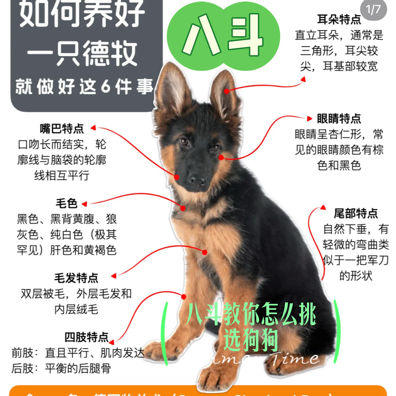 八斗书课包之狗狗技能