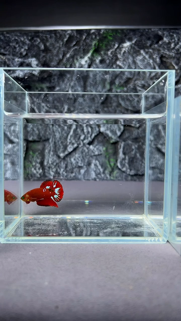 斗鱼竞拍链接A023