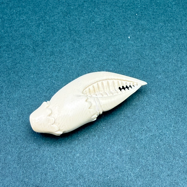 N1176天然猛犸牙蟹钳配饰支持鉴定假一罚四