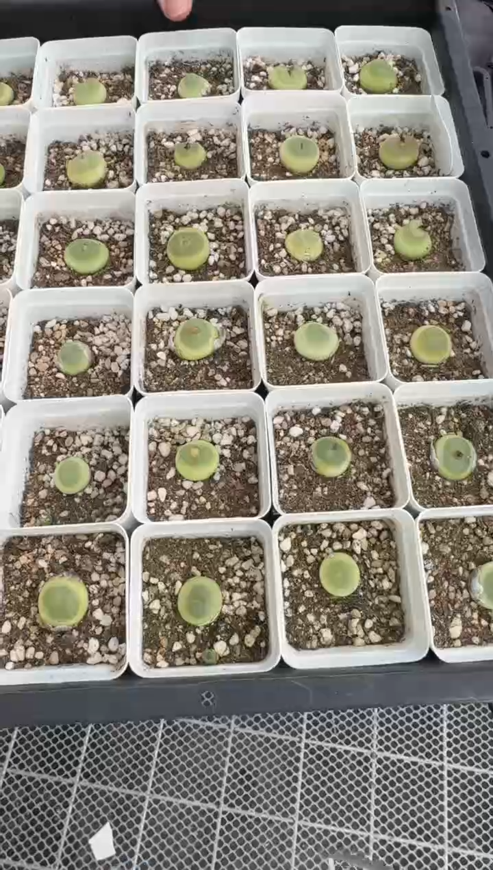 105多肉植物肉锥拉登一颗