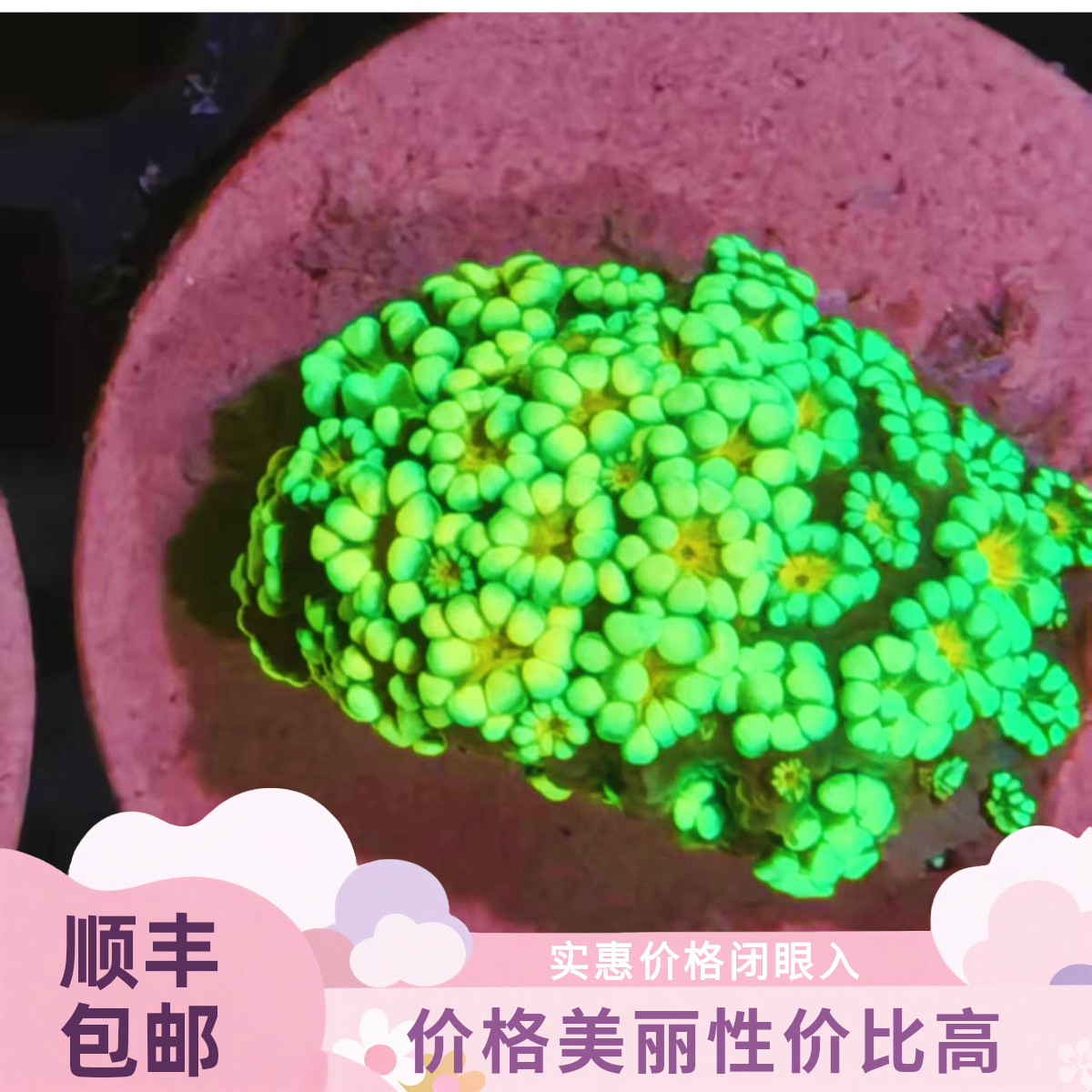 澳洲大花彩茉莉珊瑚海缸提色新手进介海水珊瑚海缸造景