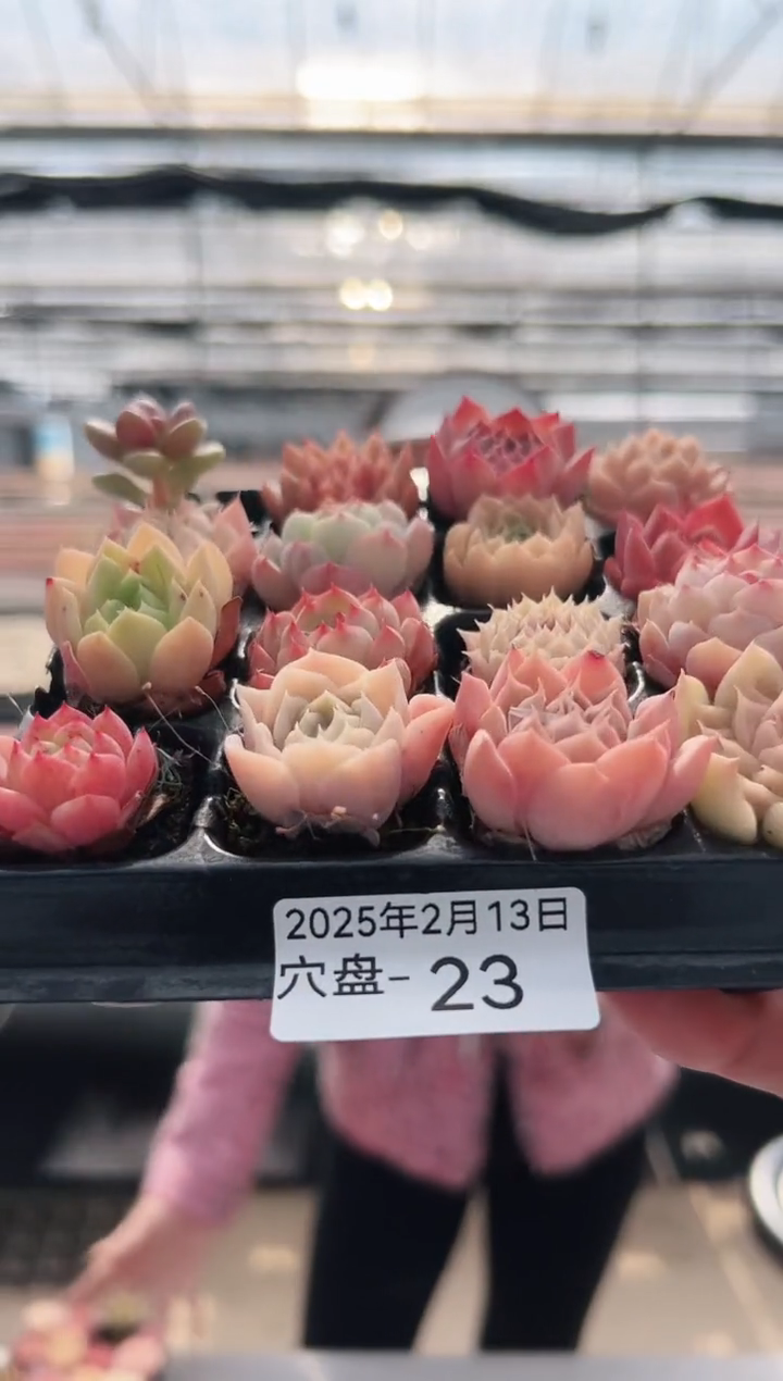 【闪购商品】穴盘-23