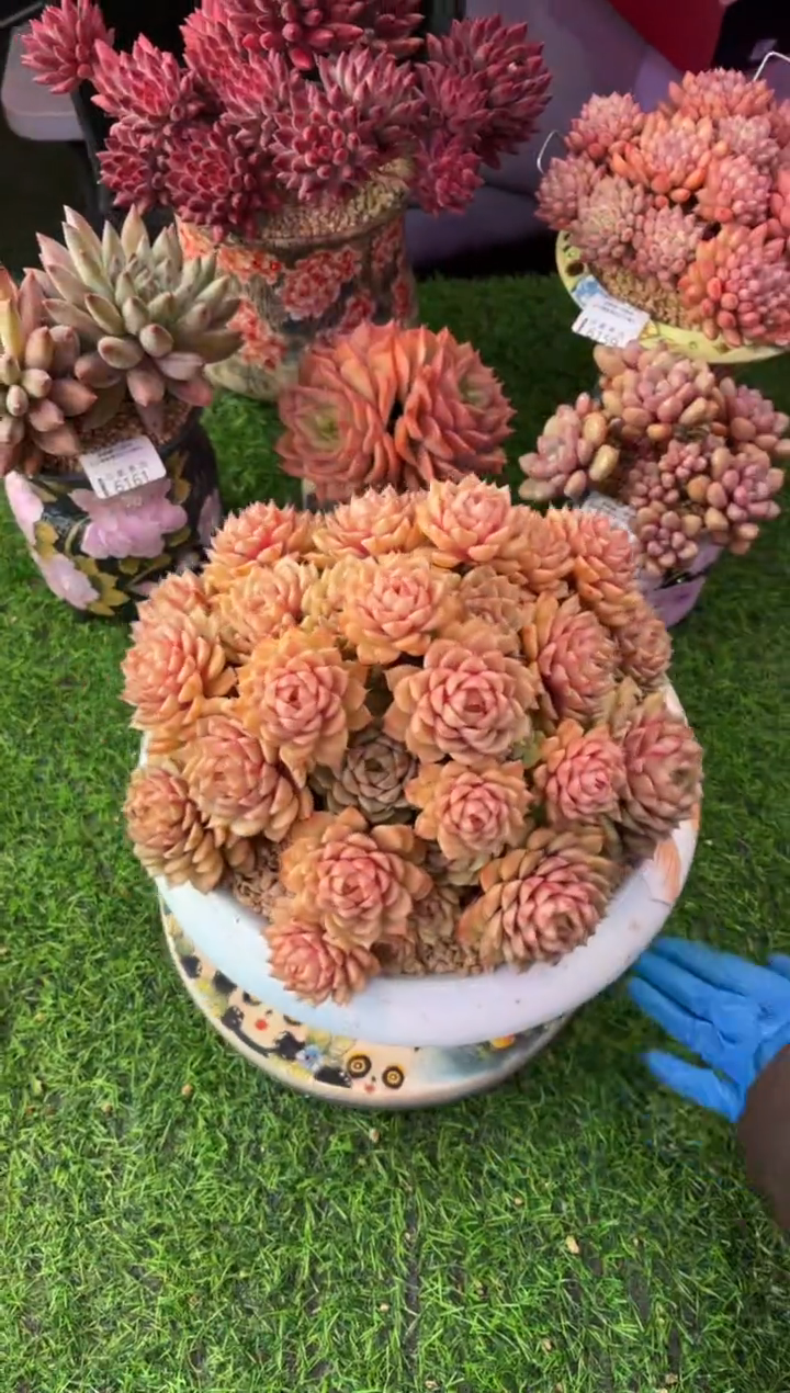 昆明印象多肉6162