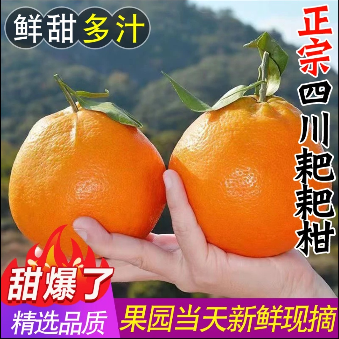 【不打脱酸剂】四川春见耙耙柑新鲜水果当季热卖丑橘子耙耙柑新果3