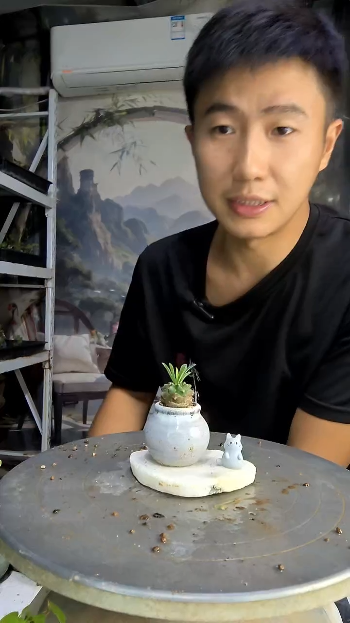 桑*落中青园艺一物一拍60