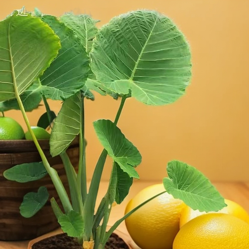 象 耳芋凤尾蕨狗脊蕨波士顿霸王蕨四季常青室内庭院绿植园艺