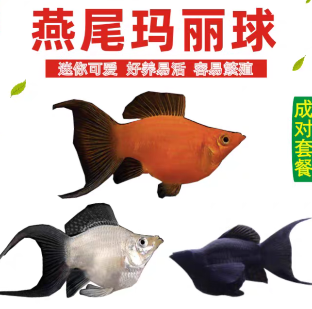 热带淡水鱼繁殖白黄黑三色玛丽球种鱼带孕临产发货