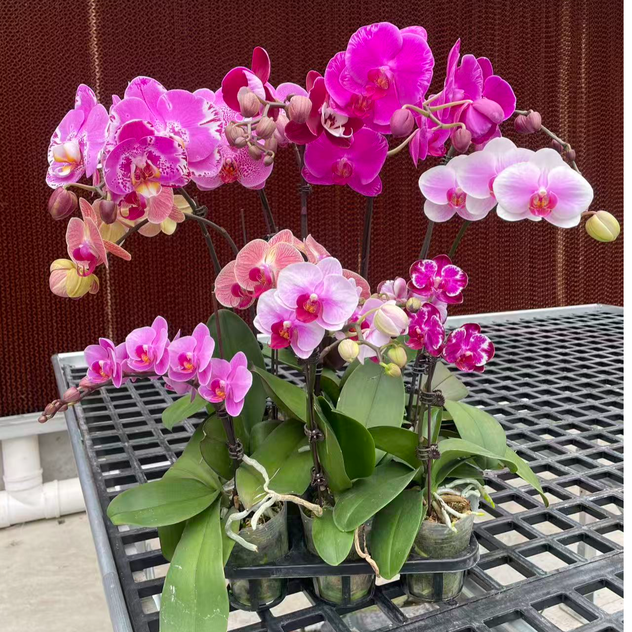 蝴蝶兰《全家福》开花带花苞室内花卉盆栽高品质观赏植物 随机发
