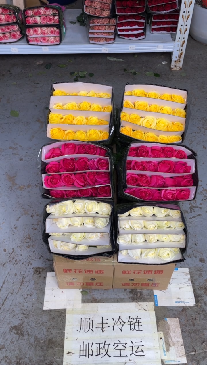 佛洛依德20枝+骄傲20枝+金枝20枝