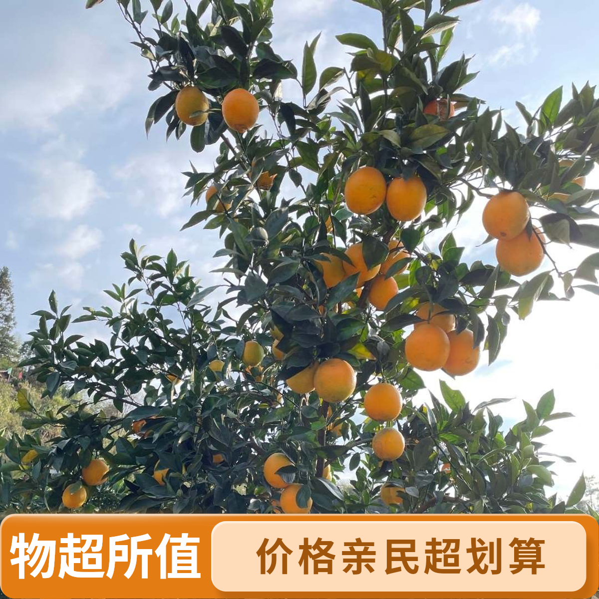 正宗当季老树高山脐橙新鲜现摘多汁香甜当季新鲜水果