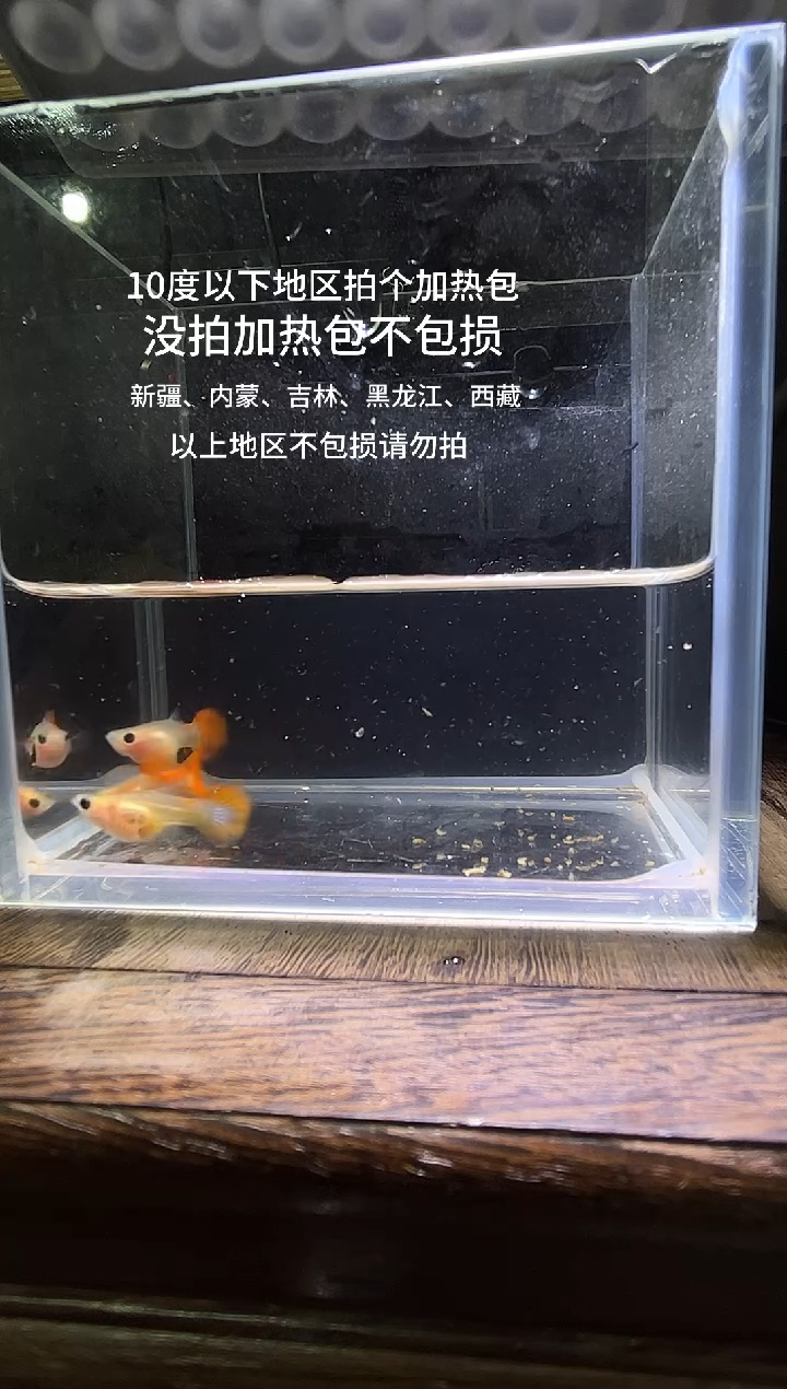 孔雀鱼 红礼服玻璃猫普通体40