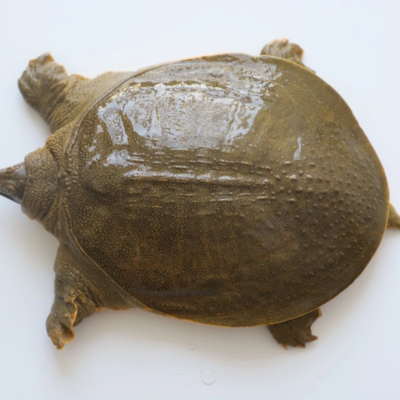 朱桥甲鱼4.1斤至4.5斤每只