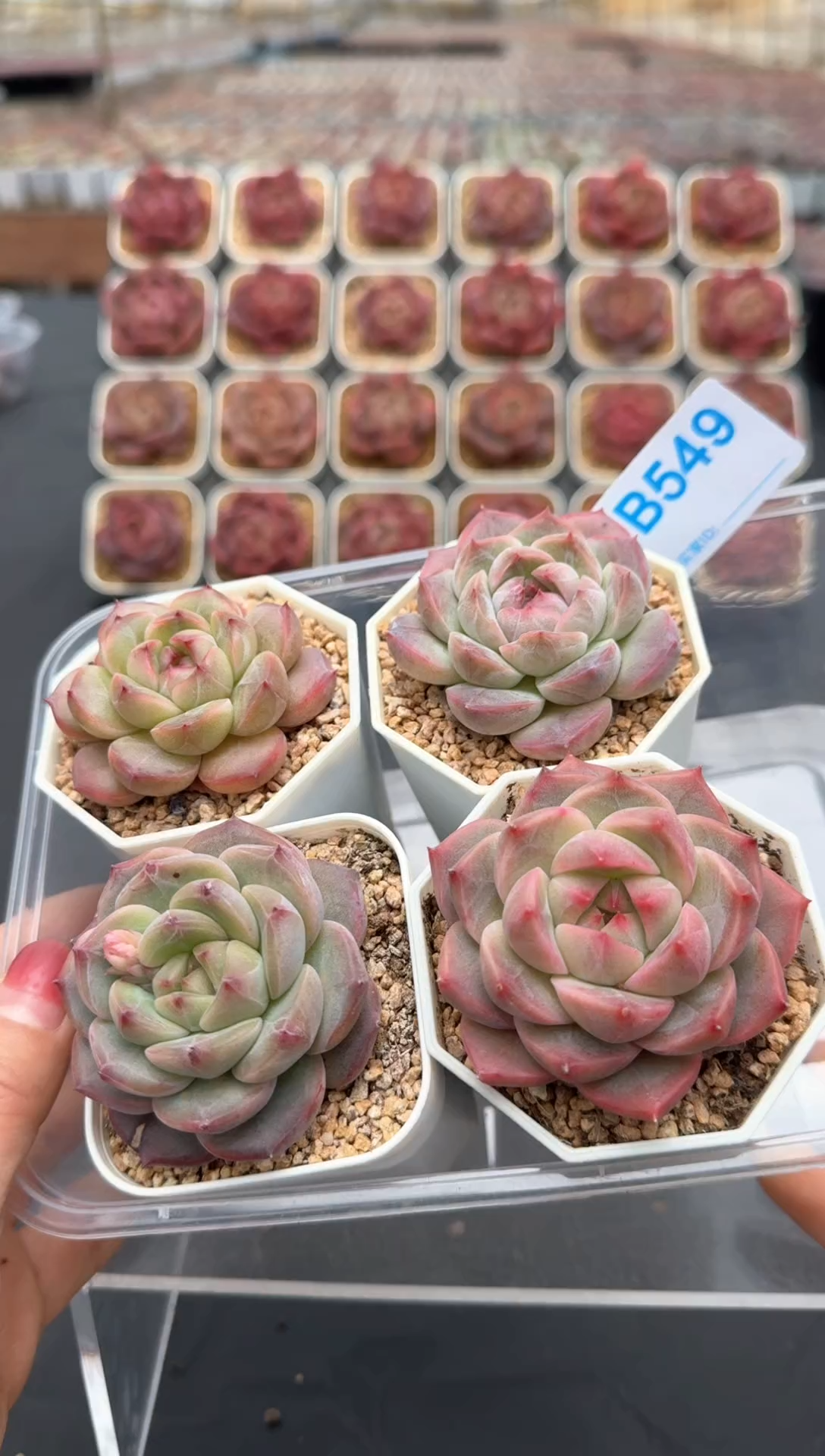 【闪购商品】549号一物一拍4-7cm包邮4颗