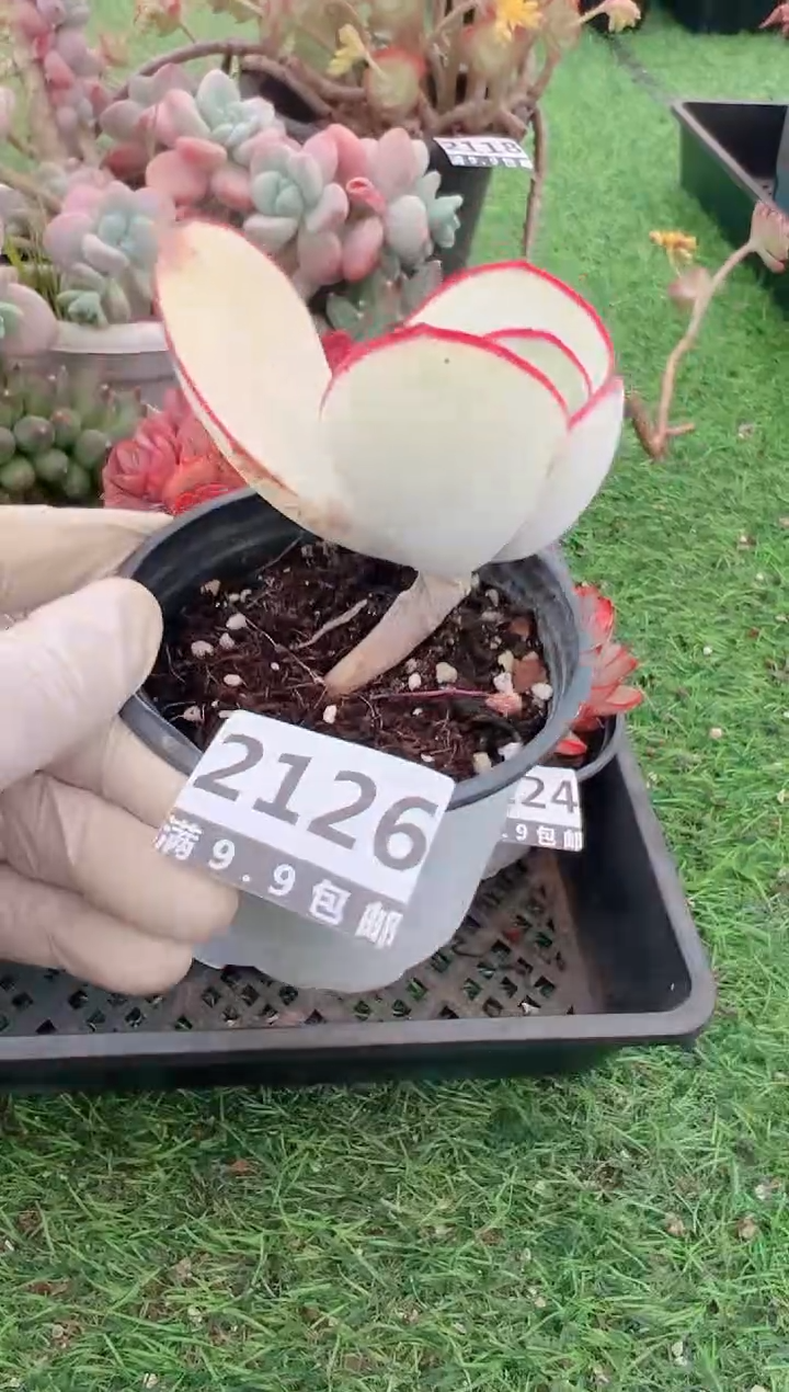 【闪购商品】信福多肉一物一拍