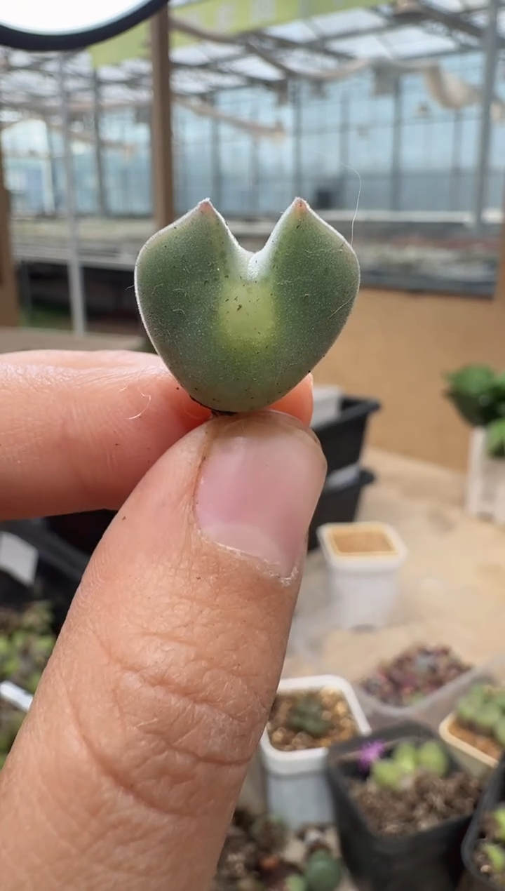 念*28-88多肉植物肉锥