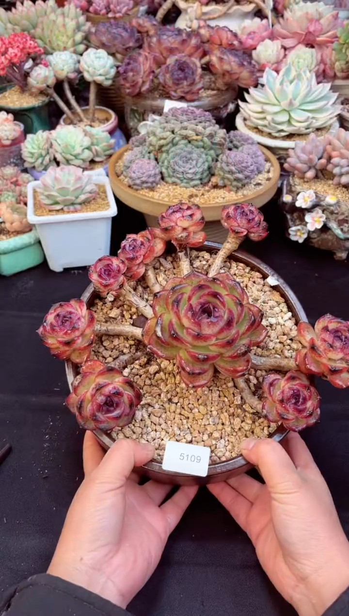 【闪购商品】5109群生老桩溜溜球多肉