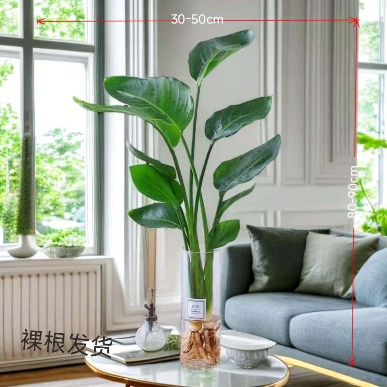 80-90公分左右两株（裸苗）天堂鸟鹤望兰绿植室内落地居家网红好养