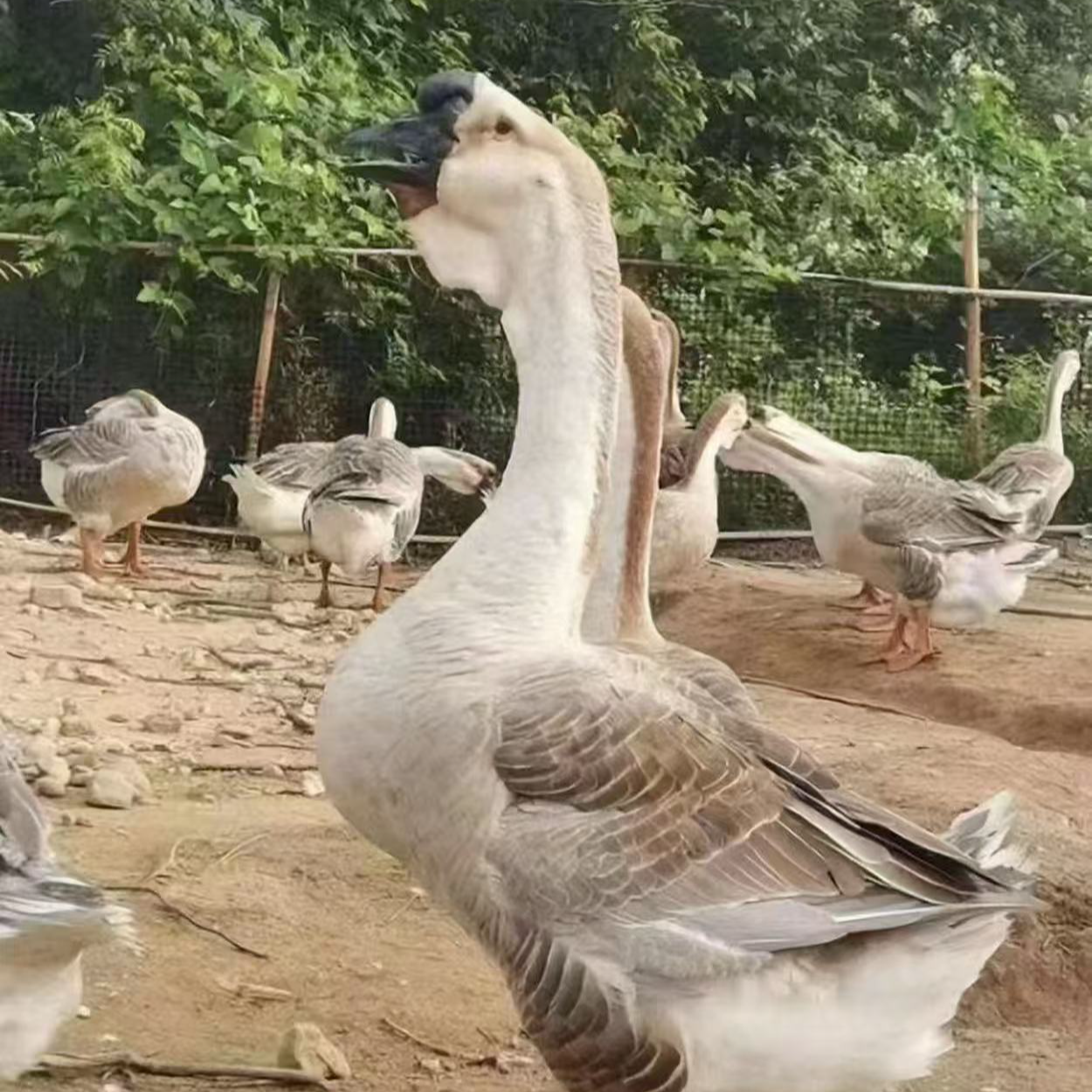 3两左右狮头鹅 肉质鲜美 包邮到家