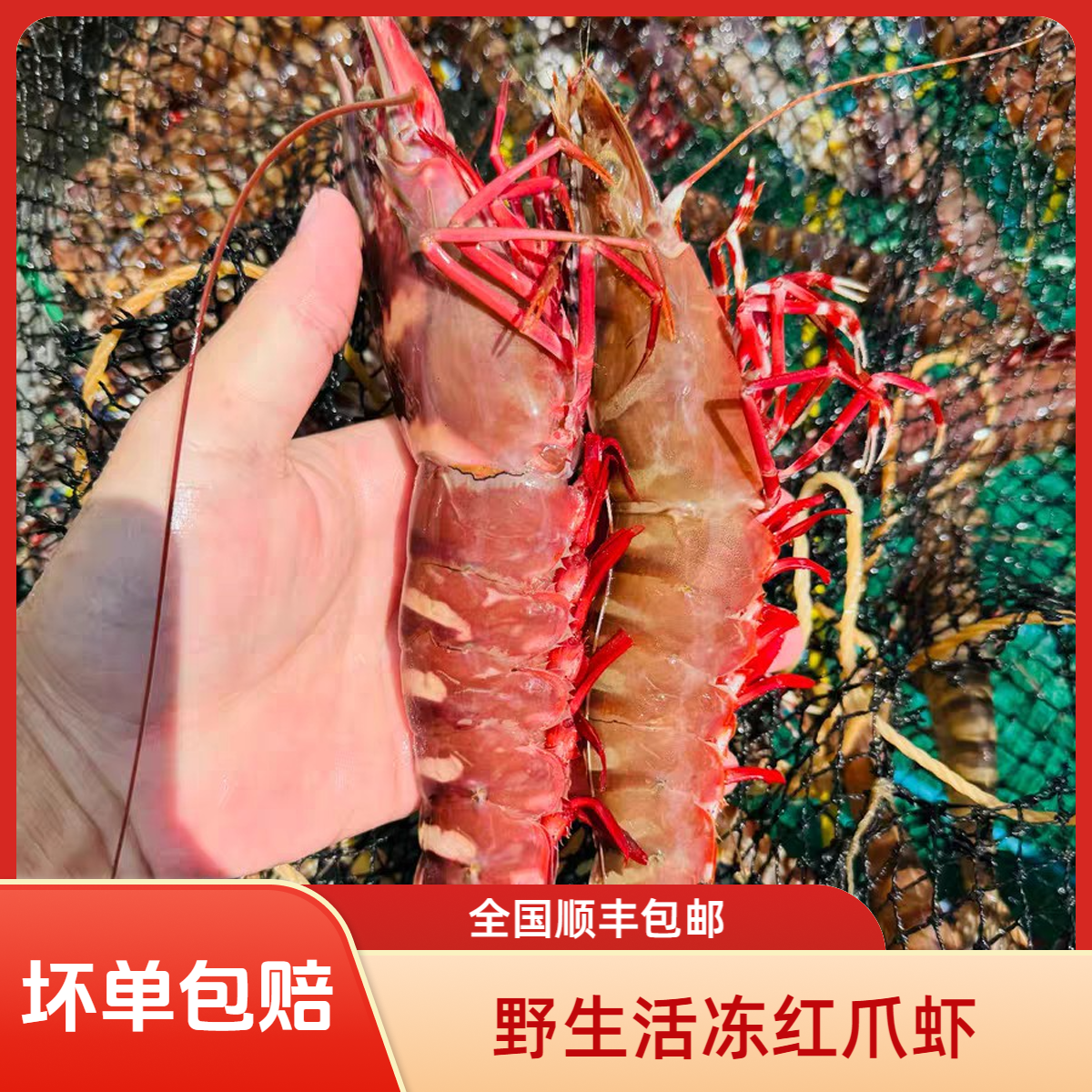 【新号福利】本港码头野生红爪虾魔鬼虾竹节虾海鲜13-15条/盒 XM
