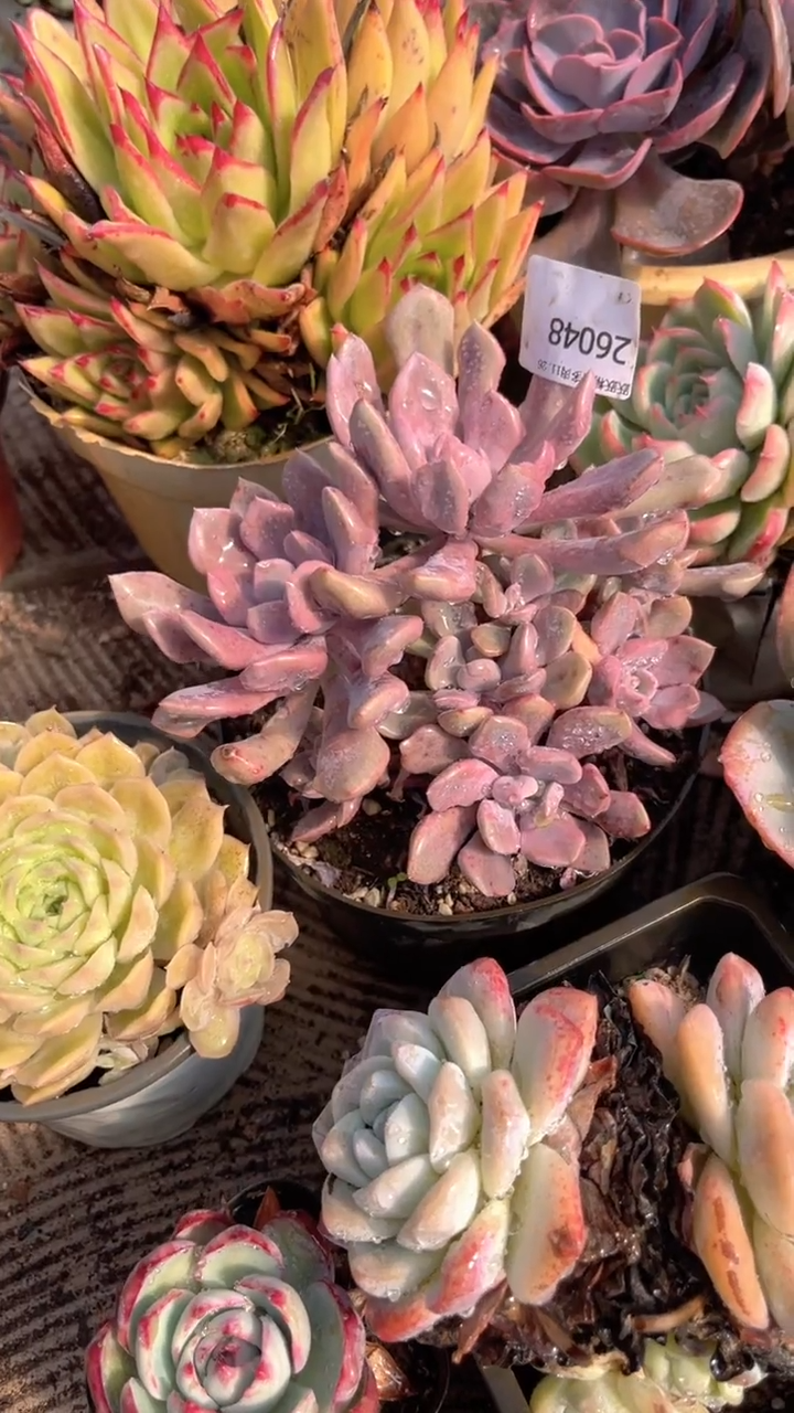 ^****^跃跃精品多肉26048