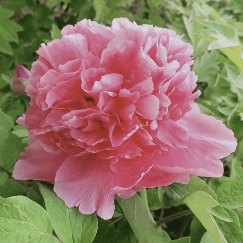 【绿州红】正宗洛阳重瓣牡丹花苗北方耐寒盆栽地栽室内庭院花卉牡丹